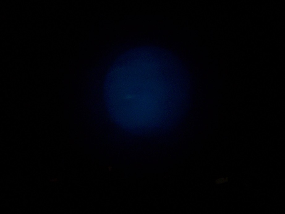 Der Neptun - Foto - in Niederstadtfeld